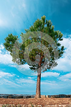 Evergreen pine tree on seaside promenade