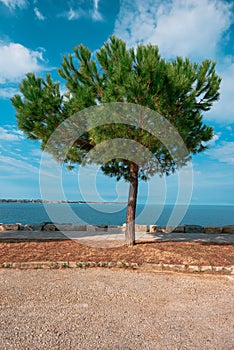 Evergreen pine tree on seaside promenade