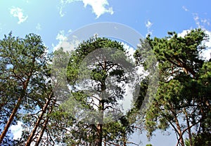 Evergreen pine trees in the coniferous forest growing in countryside.