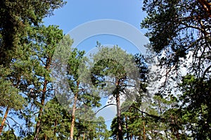 Evergreen pine trees in the coniferous forest growing in countryside.