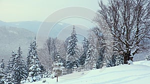 Evergreen pine trees covered with fresh fallen snow in winter mountain forest on cold bright day.