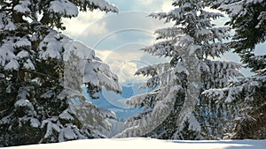 Evergreen pine trees covered with fresh fallen snow in winter mountain forest on cold bright day.