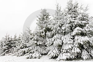 Evergreen pine trees covered with snow in winter