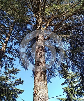 Evergreen pine trees details