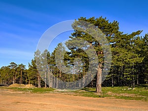 Evergreen pine trees at Divcibare tourist resort in Serbia