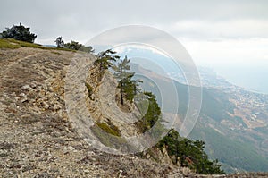 Evergreen pine trees on steep rocky mountain slope