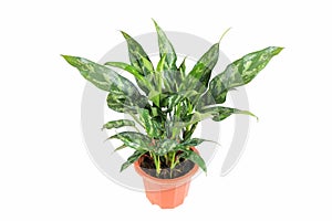 Evergreen plant