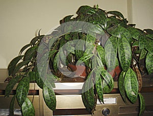 Evergreen plant of Aeschynanthus longicaulis