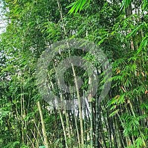 Evergreen plant Bamboos grown in Indonesia photo