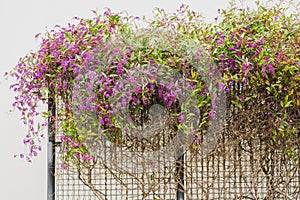 An evergreen plant with beautiful purple-magenta flowers in bloom in the city park. Hardenbergia violacea, Happy Wanderer, blossom