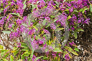 An evergreen plant with beautiful purple-magenta flowers in bloom in the city park. Hardenbergia violacea, Happy Wanderer, blossom