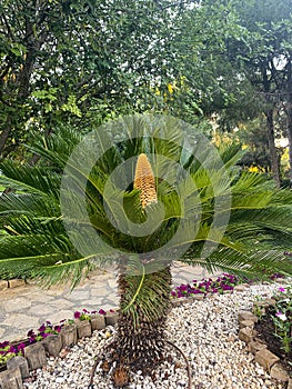 Evergreen plant Cycas rumphii cone. Studio Photo photo