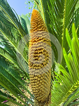 Evergreen plant Cycas rumphii cone. Studio Photo photo