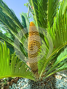 Evergreen plant Cycas rumphii cone. Studio Photo photo