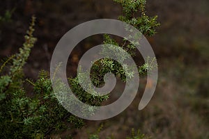 Evergreen plant in the forest in winter