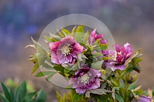 Evergreen plant Hellebore rose flower or lenten rose. Poisonous winter flowering plant Double Ellen Picotee