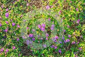 An evergreen plant, Purple Trailing Lantana in bloom