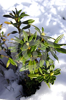 Evergreen plant in snow