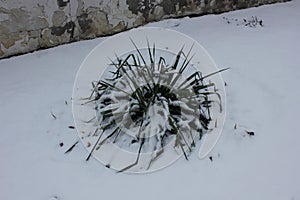 Evergreen plant yucca in winter season