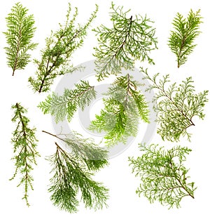 Evergreen plants branches isolated set