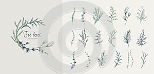 Evergreen plants floral logo and branch set. Fir trees Hand drawn line winter plant, herb with elegant leaves for