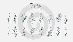 Evergreen plants floral logo and branch set. Fir trees Hand drawn line winter plant, herb with elegant leaves for