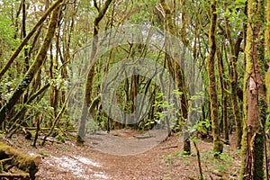 Evergreen rainforest in Garajonay national park