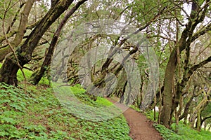 Evergreen rainforest in Garajonay national park