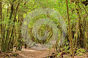 Evergreen rainforest in Garajonay national park