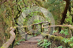 Evergreen rainforest in Garajonay national park