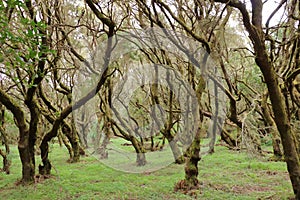 Evergreen rainforest in Garajonay national park