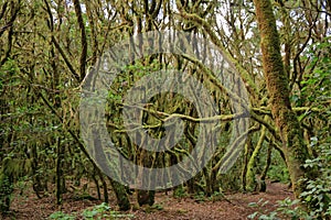 Evergreen rainforest in Garajonay national park