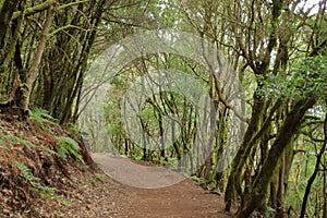 Evergreen rainforest in Garajonay national park