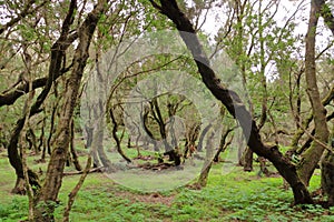 Evergreen rainforest in Garajonay national park