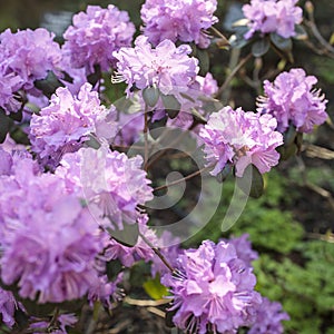 The evergreen Rhododendron hybrid Haaga