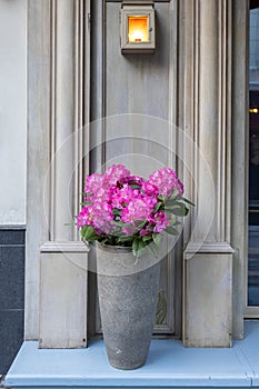 evergreen Rhododendron hybrid Haaga has fully opened its bright pink flowers in the stone pot opposite the wall of the