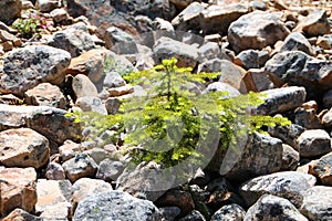 Evergreen Sapling Growing Out of Rocks