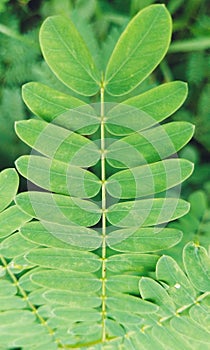 Evergreen ,Senna Plant  Leaf