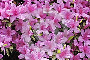 Evergreen shrub in bloom with pink color flowers