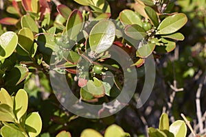 Evergreen shrub of Buxus microphylla