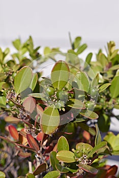 Evergreen shrub of Buxus microphylla