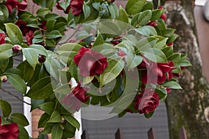 evergreen shrub of Camellia japonica in bloom