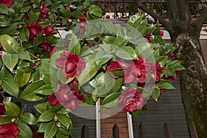 evergreen shrub of Camellia japonica in bloom