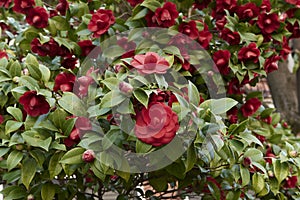 evergreen shrub of Camellia japonica in bloom