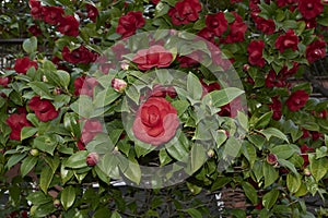 evergreen shrub of Camellia japonica in bloom