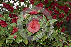 evergreen shrub of Camellia japonica in bloom