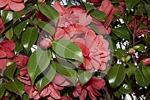 evergreen shrub of Camellia japonica in bloom