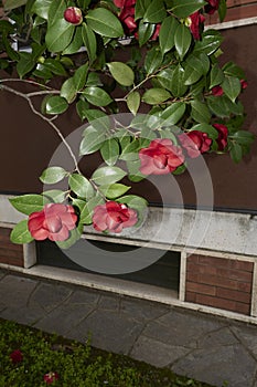 evergreen shrub of Camellia japonica in bloom