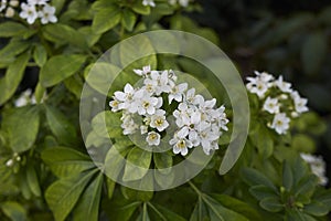 Evergreen shrub of Choisya ternata