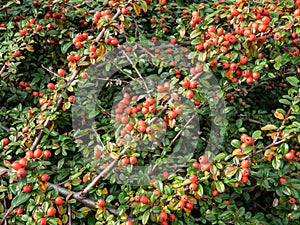 Evergreen shrub with dark green leaves and bright red fruits of bearberry cotoneaster (Cotoneaster dammeri)